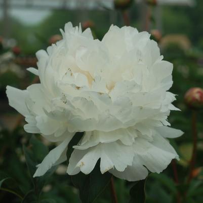 PAEONIA `FESTIVA MAXIMA`