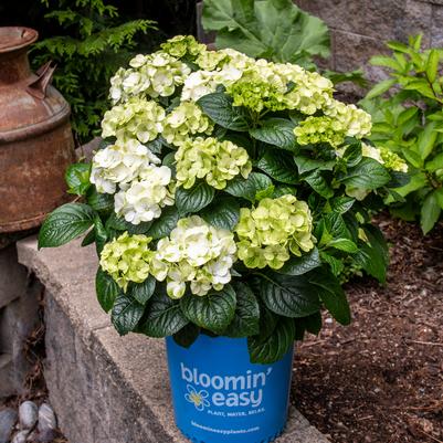 HYDRANGEA M `GRIN AND TONIC`