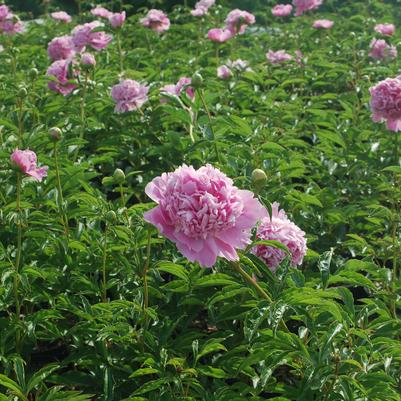 PAEONIA LACTIFLORA `MONSIEUR JULES ELIE`