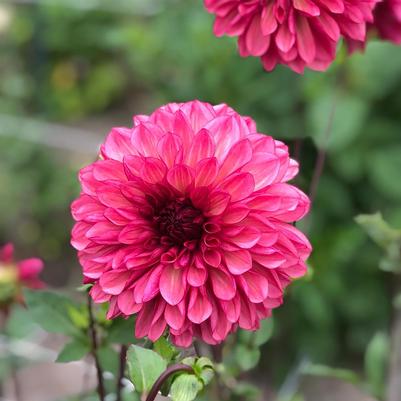 DAHLIA `BACARDI` (RASPBERRY)