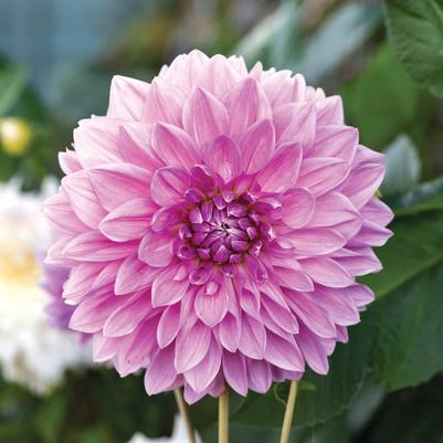 DAHLIA `LAVENDER PERFECTION`