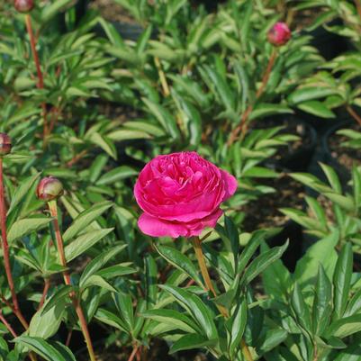 PAEONIA LACTIFLORA `KANSAS`