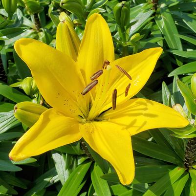 LILIUM ASIATIC `ILSE` (YELLOW)