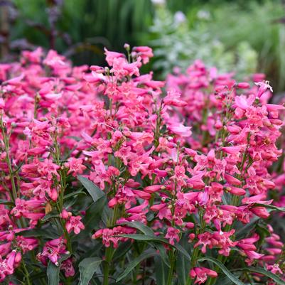 PENSTEMON BEJEWELED™ `PINK PEARLS`