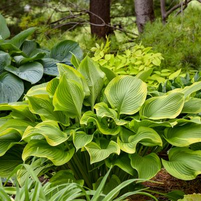HOSTA SHADOWLAND `LONE STAR`