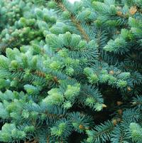PICEA pung. Globosa-Colorado blue spruce