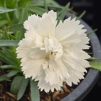 DIANTHUS EVERLAST `WHITE`