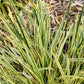 FESTUCA A. `PERFECT EDGING`