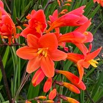 CROCOSMIA `PEACH MELBA`