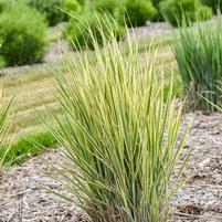 PANICUM PRAIRIE WINDS `SWITCHEROO`-Switchgrass