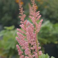 ASTILBE CHINENSIS `VISIONS IN PINK`