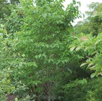 SYRINGA RETICULATA `IVORY SILK`