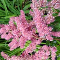 ASTILBE JAPONICA `RHEINLAND`