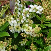 PIERIS JAPONICA `CAVATINE`