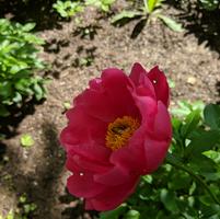 PAEONIA LACTIFLORA `PAULA FAY`