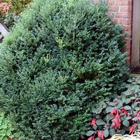 BUXUS x Green Mountain-Hybrid boxwood