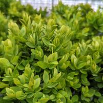 BUXUS x Green Velvet-Hybrid boxwood