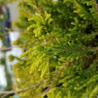 CALLUNA VULGARIS `WINTER CHOCOLATE`