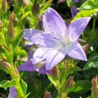 CAMPANULA POSCHARSKYANA - 3`` POT