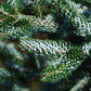 ABIES KOREANA `HORSTMANN`S SILBERLOCKE`