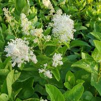 CEANOTHUS AMERICANUS