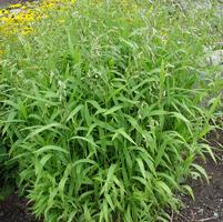 CHASMANTHIUM LATIFOLIUM