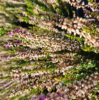 CALLUNA VULGARIS BEAUTY LADIES `MICHELLE` (PINK)