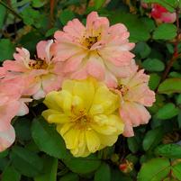 ROSA `COLOR COCKTAIL`