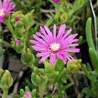 DELOSPERMA COOPERI - 3`` POT