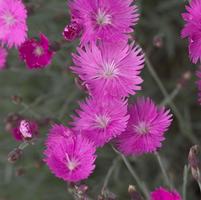 DIANTHUS `FIREWITCH`