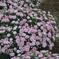 DIANTHUS PRETTY POPPERS `APPLEBLOSSOM BURST`