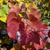 CERCIS CANADENSIS `FLAME THROWER`