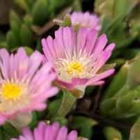 DELOSPERMA JEWEL DESERT `ROSE QUARTZ`