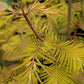 METASEQUOIA GLYPTO. `AMBER GLOW`