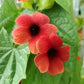 THUNBERGIA ASST