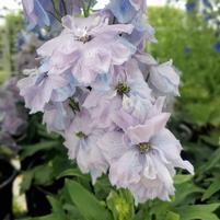 DELPHINIUM NEW ZEALAND `BLUE LACE`