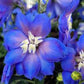 DELPHINIUM NEW ZEALAND `COBALT DREAMS`
