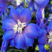 DELPHINIUM NEW ZEALAND `COBALT DREAMS`
