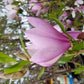 MAGNOLIA LILIIFLORA `JANE`