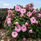 HIBISCUS SUMMERIFIC `SPINDERELLA`