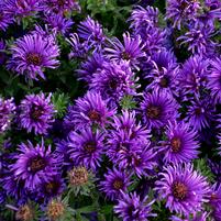 ASTER NOVAE-ANGLIAE `GRAPE CRUSH`