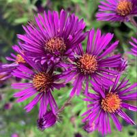 ASTER NOVAE-ANGLIAE `NACHTAUGE`