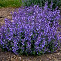 NEPETA `PICTURE PURRFECT`