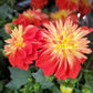 DAHLIA DALAYA `FIREBALL`