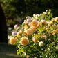 ROSA `ROALD DAHL`