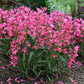 PENSTEMON BEJEWELED™ `PINK PEARLS`