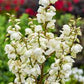 YUCCA X `DRAGON SLAYER`