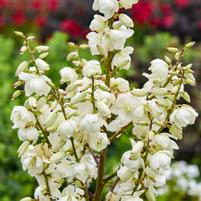 YUCCA X `DRAGON SLAYER`