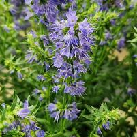 HYSSOPUS OFFICINALIS `NECTAR NINJA`