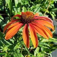 ECHINACEA `CHEYENNE SPIRIT`